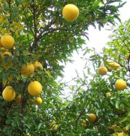 Swingle Citrumelo Tree