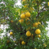 Swingle Citrumelo Tree