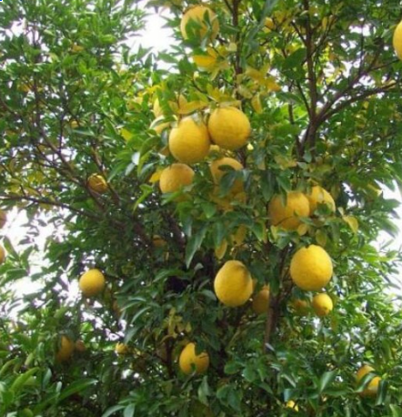 Swingle Citrumelo Tree