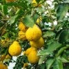 Swingle Citrumelo Tree