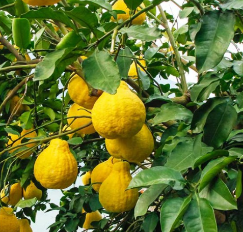 Swingle Citrumelo Tree
