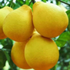 Swingle Citrumelo Tree