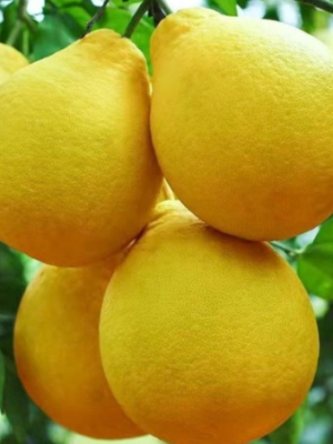 Swingle Citrumelo Tree