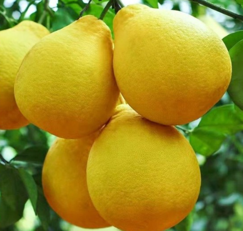 Swingle Citrumelo Tree