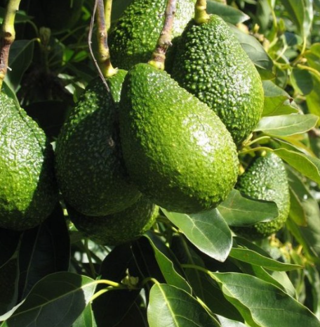 Zutano Avocado Tree