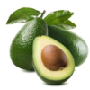 Zutano Avocado Tree