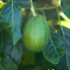 Zutano Avocado Tree