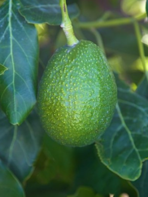 Zutano Avocado Tree