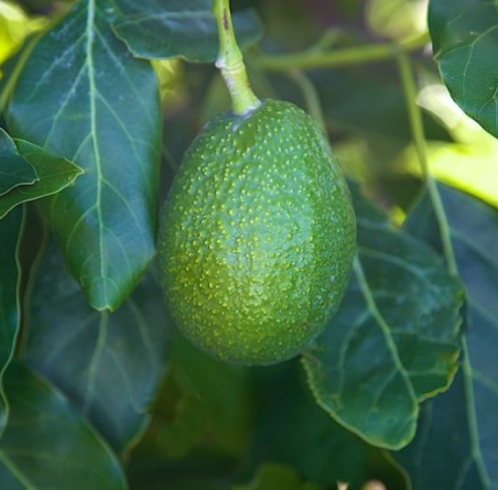 Zutano Avocado Tree