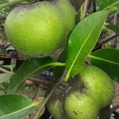 Black Sapote