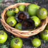 Black Sapote