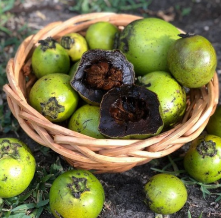 Black Sapote