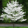 Cloud 9 Dogwood Tree