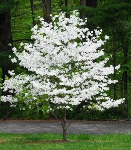 Cloud 9 Dogwood Tree