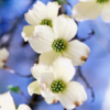Cloud 9 Dogwood Tree