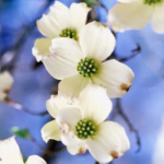 Cloud 9 Dogwood Tree
