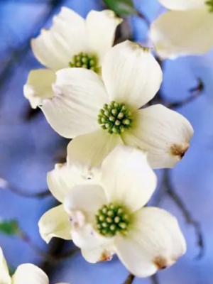 Cloud 9 Dogwood Tree