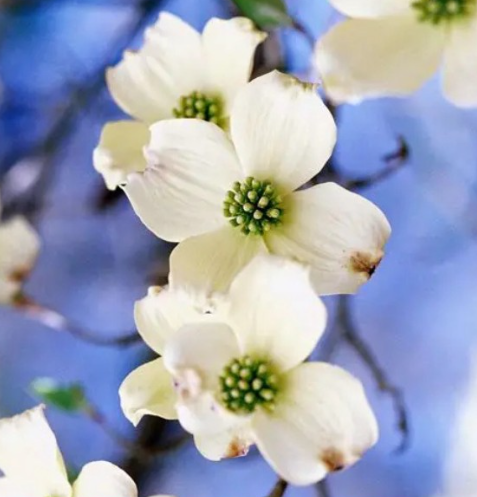 Cloud 9 Dogwood Tree