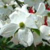 Cloud 9 Dogwood Tree