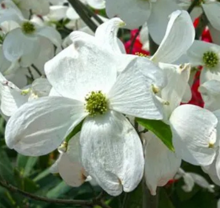 Cloud 9 Dogwood Tree
