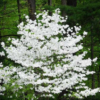 Cloud 9 Dogwood Tree