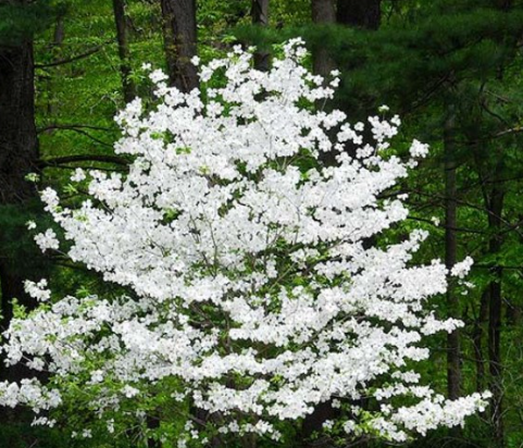 Cloud 9 Dogwood Tree