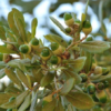 Joan Lionetti Texas Live Oak Tree