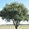 Joan Lionetti Texas Live Oak Tree