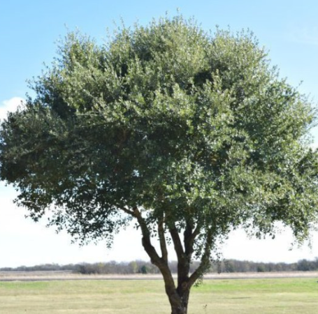 Joan Lionetti Texas Live Oak Tree