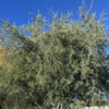 Joan Lionetti Texas Live Oak Tree