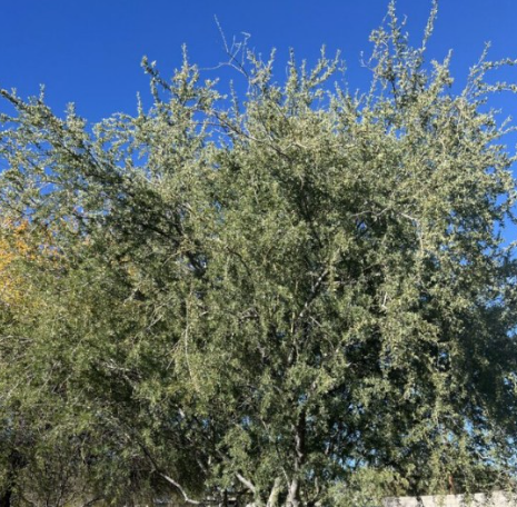 Joan Lionetti Texas Live Oak Tree