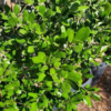 Joan Lionetti Texas Live Oak Tree