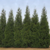 Junior Giant Thuja Tree