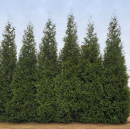 Junior Giant Thuja Tree