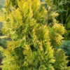 Southern Living Forever Goldy Arborvitae Tree