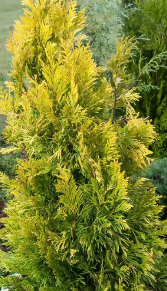 Southern Living Forever Goldy Arborvitae Tree