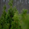 Baby Giant Arborvitae Tree