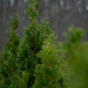 Baby Giant Arborvitae Tree