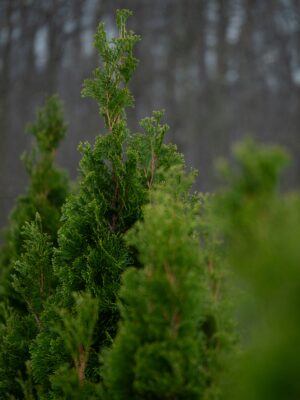 Baby Giant Arborvitae Tree