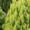 Southern Living Forever Goldy Arborvitae Tree