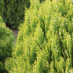 Southern Living Forever Goldy Arborvitae Tree