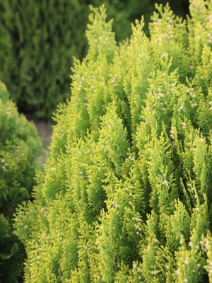 Southern Living Forever Goldy Arborvitae Tree