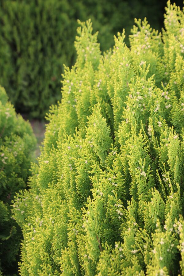 Southern Living Forever Goldy Arborvitae Tree
