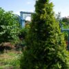 Baby Giant Arborvitae Tree