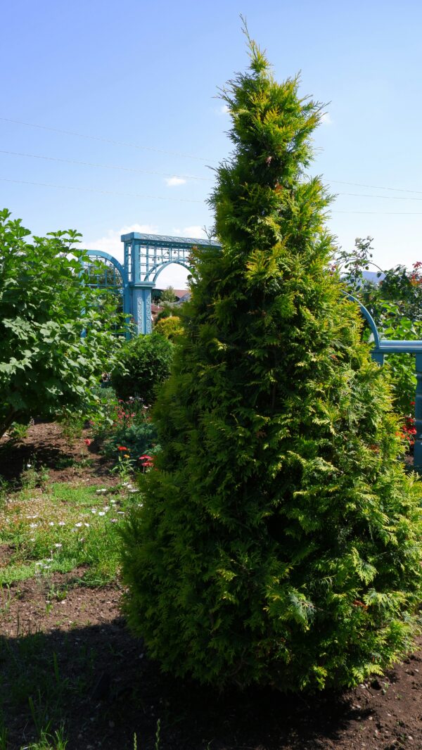 Baby Giant Arborvitae Tree