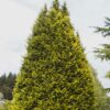 Baby Giant Arborvitae Tree