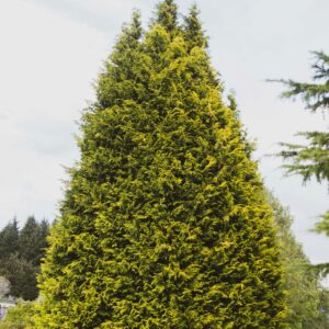 Junior Giant Thuja Tree