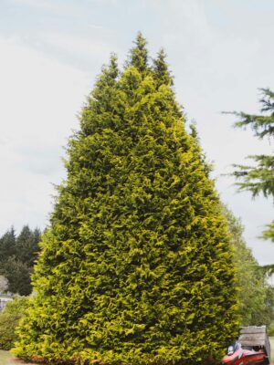 Junior Giant Thuja Tree