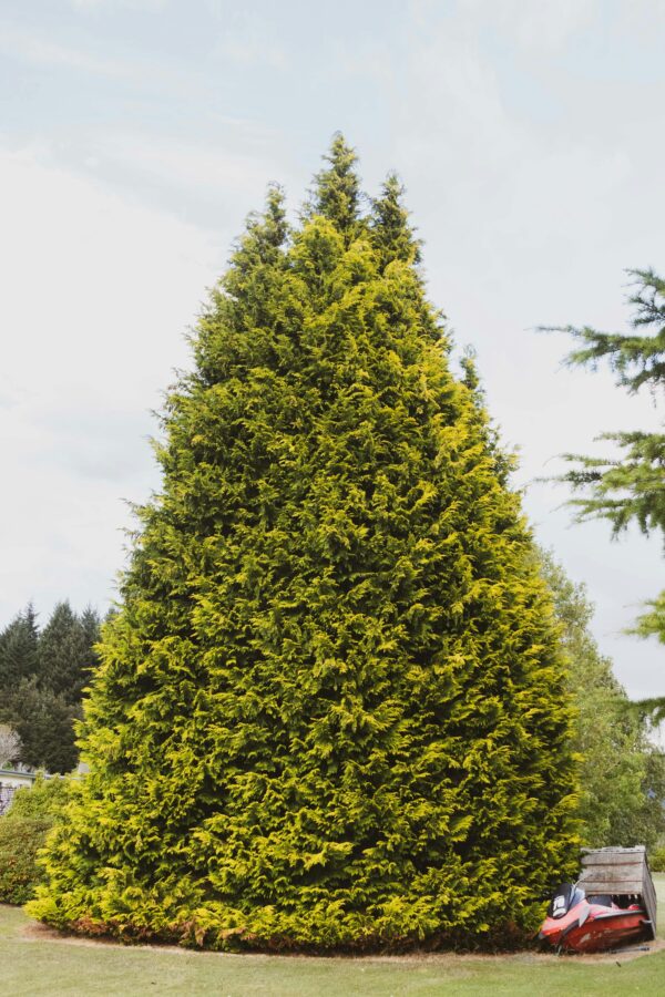 Baby Giant Arborvitae Tree